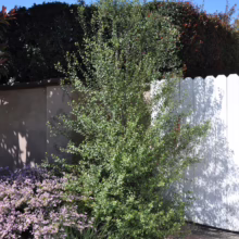 Pittosporum tenuifolium 'Silver Sheen' (Kōhūhū) single tree.