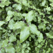 Pittosporum tenuifolium 'Silver Sheen' (Kōhūhū) foliage.