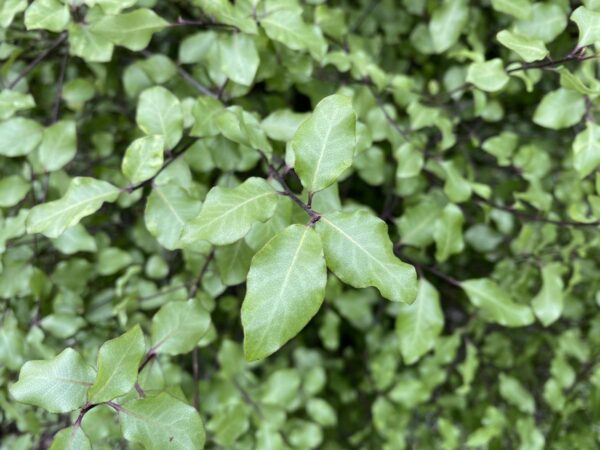 <i>Pittosporum tenuifolium</i> 'Silver Sheen' - Image 3