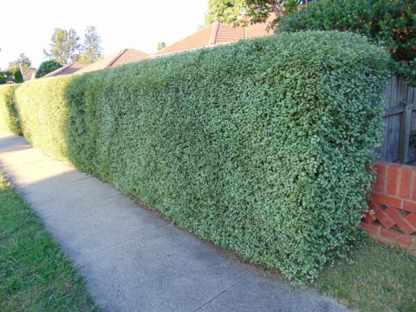 <i>Pittosporum tenuifolium</i> 'Silver Sheen'