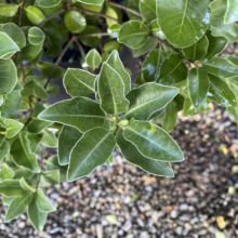 Pittosporum tenuifolium 'Stephens Island' (Kōhūhū) leaves.