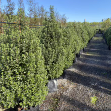 Pittosporum tenuifolium 'Stephens Island' (Kōhūhū) at Leafland.