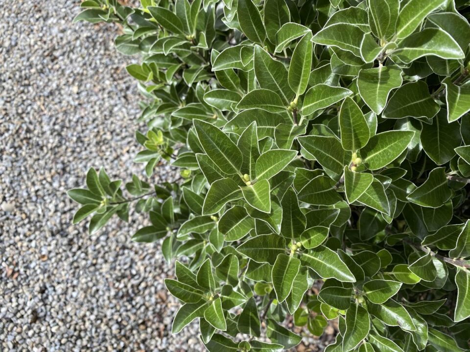 Pittosporum tenuifolium 'Stephens Island' (Kōhūhū) foliage.