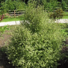 Pittosporum tenuifolium ‘Tandara Gold’ (Kōhūhū) bush.