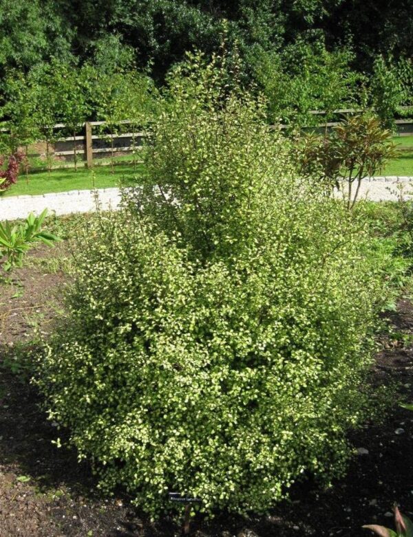 <i>Pittosporum tenuifolium</i> 'Tandara Gold' - Image 2