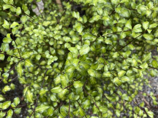 <i>Pittosporum tenuifolium</i> 'Tandara Gold'