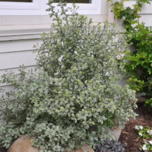 Pittosporum tenuifolium 'Variegatum' (Kōhūhū) small tree.