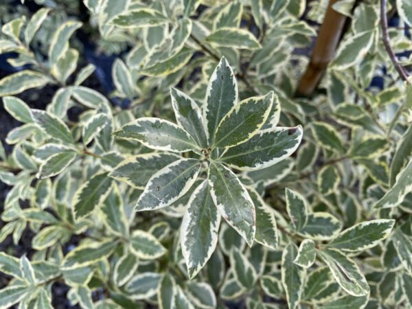 <i>Pittosporum tenuifolium</i> 'Variegatum'