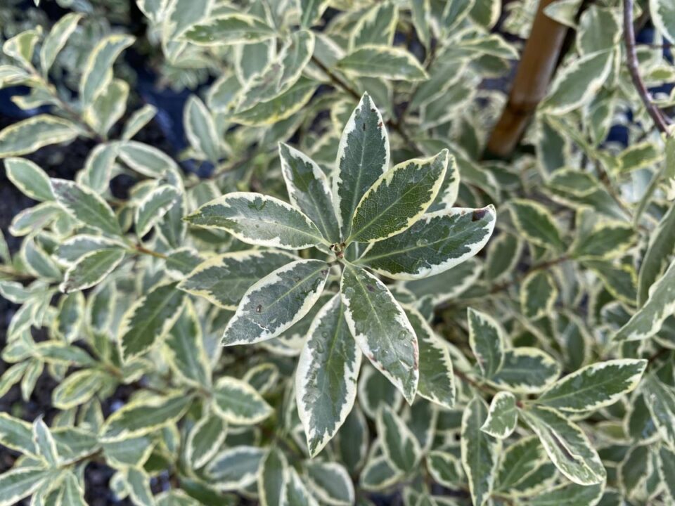 Pittosporum tenuifolium 'Variegatum' (Kōhūhū) foliage.
