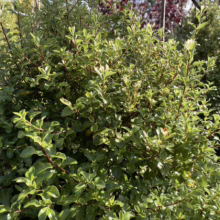 Pittosporum tenuifolium 'Wai-iti' (Kōhūhū) bush.
