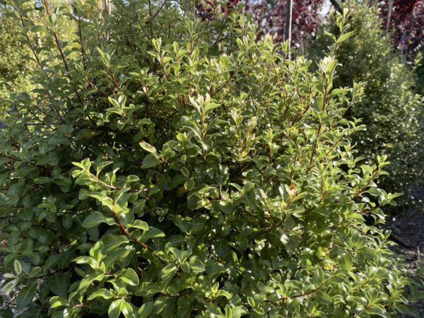 <i>Pittosporum tenuifolium</i> 'Wai-iti' - Image 2