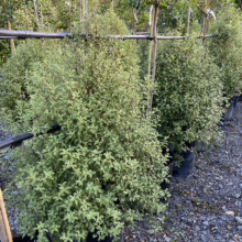 Pittosporum tenuifolium 'Wai-iti' (Kōhūhū) at Leafland.