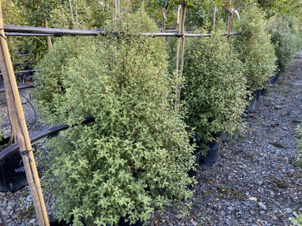<i>Pittosporum tenuifolium</i> 'Wai-iti' - Image 3