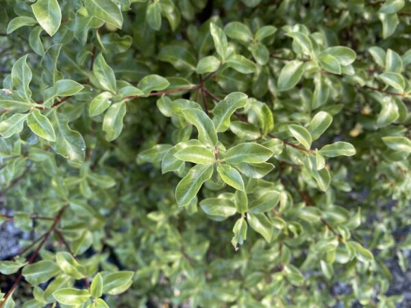 <i>Pittosporum tenuifolium</i> 'Wai-iti'