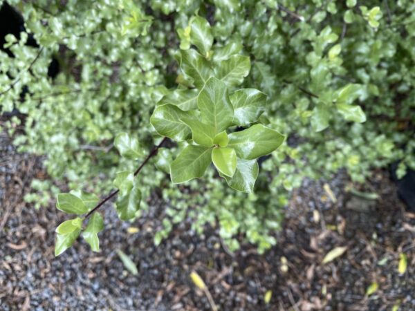 <i>Pittosporum tenuifolium</i> 'Wrinkle Blue' - Image 2