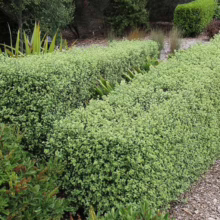 Pittosporum tenuifolium 'Wrinkle Blue' (Kōhūhū) short hedge.