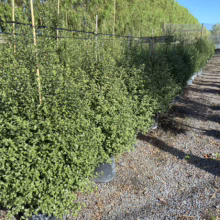 Pittosporum tenuifolium 'Wrinkle Blue' (Kōhūhū) at Leafland Nursery.
