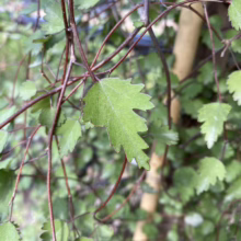 Close-up of a weeping birch tree branch with small, serrated green leaves and reddish-brown stems. The trunk of the tree is visible in the background.