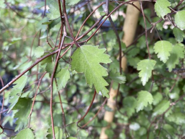 <i>Plagianthus regius</i> - Image 2