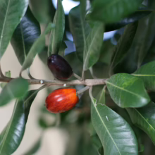 Two ripening natal plum fruits, one red and one dark purple, hang on a branch surrounded by glossy green leaves.