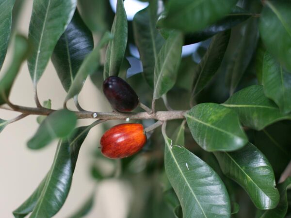 <i>Planchonella costata</i> - Image 2