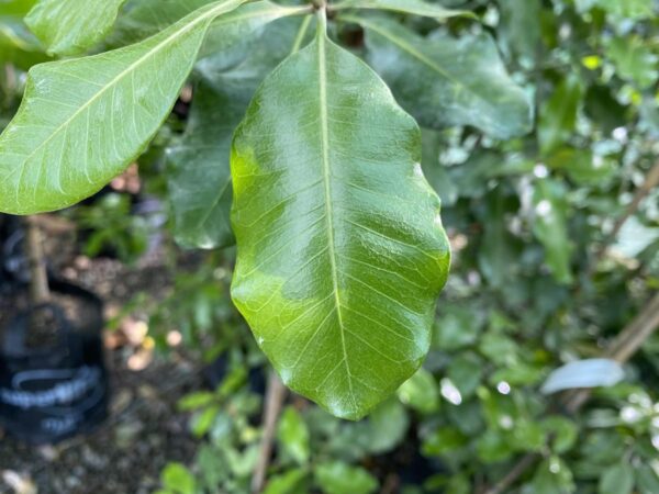 <i>Planchonella costata</i> - Image 3