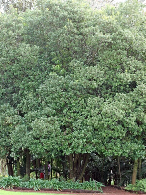 <i>Planchonella costata</i>