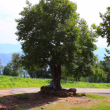 A large, leafy tree provides shade for a person sitting on a stone base. Green grass surrounds the tree, with a road and fields beyond, and mountains in the distance under a blue sky.