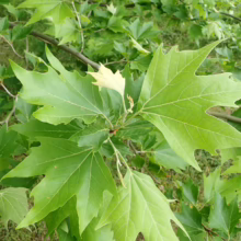 Platanus orientalis (Oriental Plane) leaf.