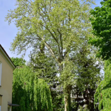 A large, mature sycamore tree with dappled green leaves dominates a lush garden scene. A yellow building is partially visible, with weeping trees and other verdant foliage surrounding the sycamore.