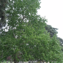 Lush green trees line a park path beside a pond, creating a tranquil scene. People relax and stroll, enjoying the peaceful atmosphere under the trees' shade.