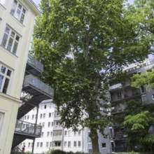A large, leafy tree stands tall in a European courtyard between apartment buildings. An exterior metal staircase climbs the side of a yellow building, leading to walkways. Benches and a table sit on a red and gray surface.