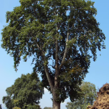 A massive sycamore tree with thick, peeling bark and a broad canopy of green leaves dominates the landscape against a bright blue sky. Smaller trees and a glimpse of water add depth to the scene.