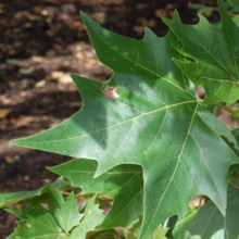 Close-up of vibrant green sycamore leaves, showcasing their distinctive palmate shape and jagged edges against a blurred, earthy background.