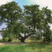 Platanus orientalis (Oriental Plane) large tree.