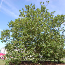 Platanus orientalis (Oriental Plane) summer form