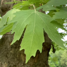 Bright green sycamore leaf with distinctive palmate lobes against a mottled bark trunk. The leaf's veins are prominent, catching the light in this close-up.