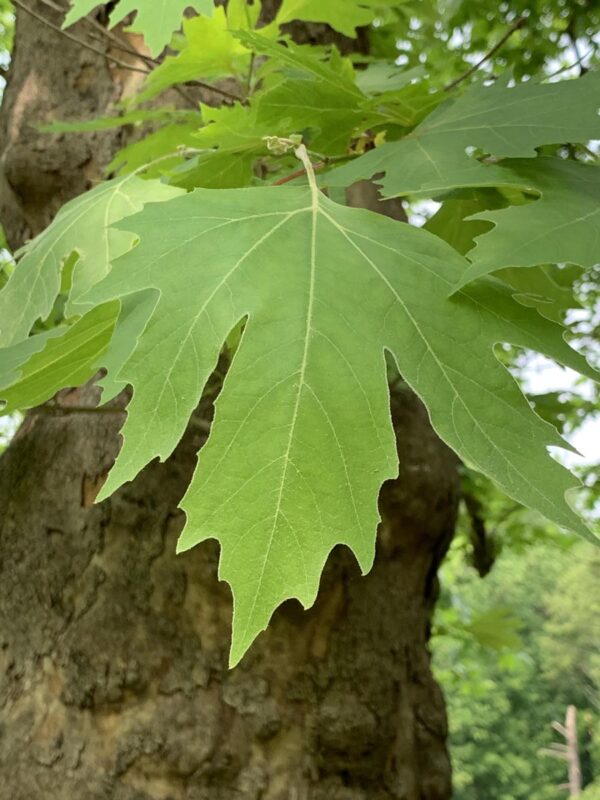 <i>Platanus orientalis</i> 'Ace Of Clubs' - Image 2