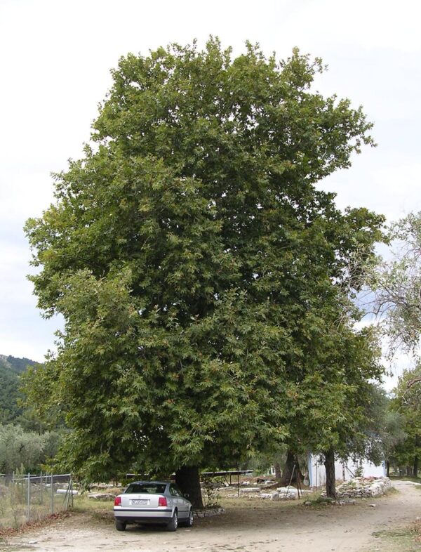 <i>Platanus orientalis</i> 'Ace Of Clubs'