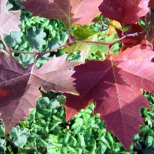 Crimson maple leaves with jagged edges contrast against a lush green ground cover. The fall foliage displays vibrant autumn colors in a garden setting.