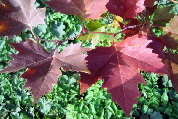 <i>Platanus orientalis</i> 'Alford Flame' - Image 2