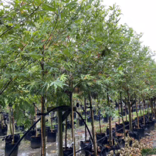 Rows of young Trident Maple trees in black grow bags at a plant nursery. The trees have vibrant green leaves and slender trunks, lined up ready for planting.