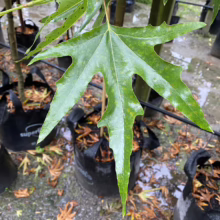 Close-up of a vibrant green sweetgum leaf with distinctive star-shaped lobes, glistening with raindrops in a plant nursery setting. Young sweetgum trees in black grow bags surround the focal leaf.