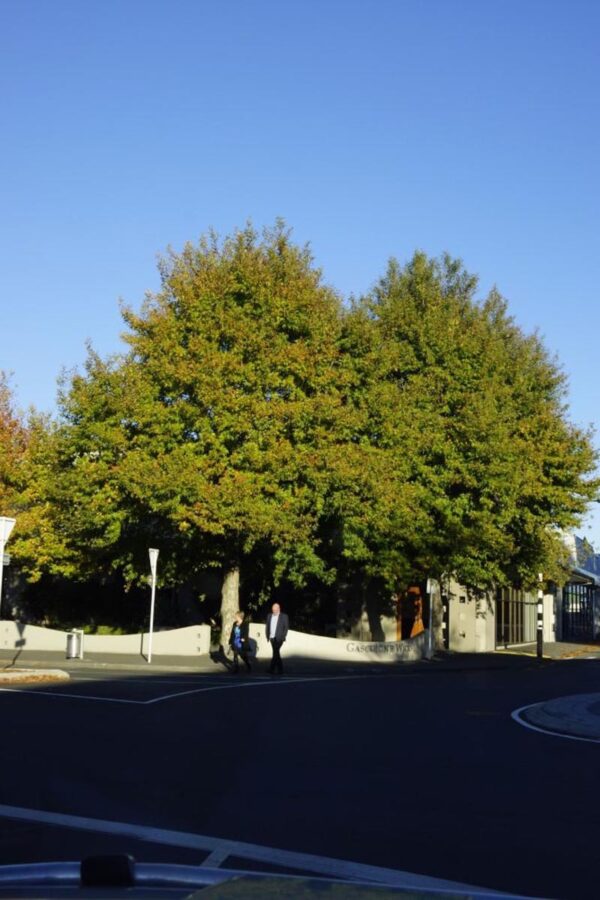 <i>Platanus orientalis</i> 'Autumn Glory'