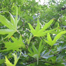 Bright green leaves of an Oriental plane tree fill the frame, their palmate shapes catching the sunlight, creating a lush, vibrant canopy. The background is a soft bokeh of greenery and dappled light.