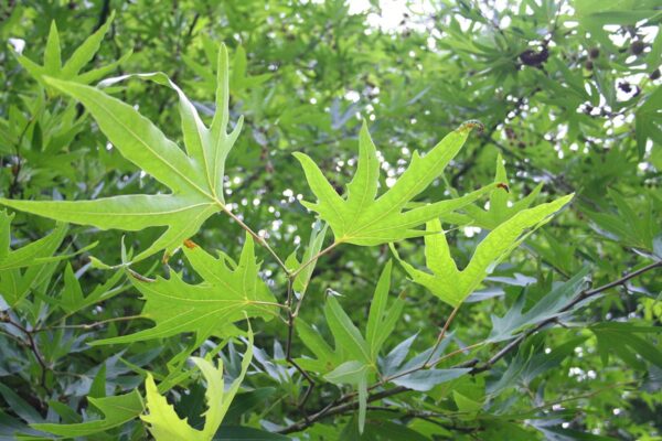 <i>Platanus orientalis</i> 'Digitata' - Image 2