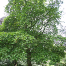A large, mature London Plane tree with vibrant green leaves dominates the scene. A person stands at its base, measuring the trunk. The tree is in a park setting with a path and other trees in the background.