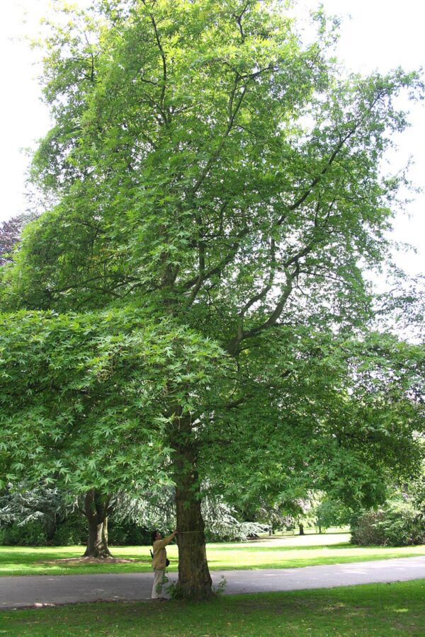 <i>Platanus orientalis</i> 'Digitata' - Image 3