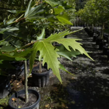 Close-up of a Lacebark Elm tree leaf with deeply lobed edges, showcasing its unique texture and shape. Rows of young Lacebark Elms in black pots fill the background of the tree nursery.