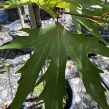 A vibrant green Trident Maple leaf with red veins, showcasing its distinctive palmate shape and serrated edges, against a background of potted trees in a nursery.